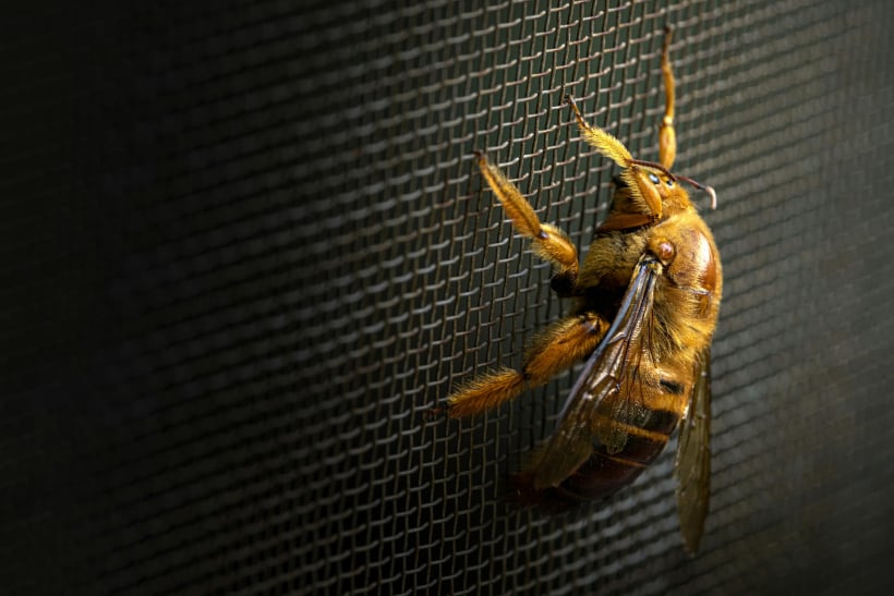 Insektenschutz